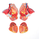 1:1 Lifesize Female Pelvi Bastimenti Ligamenti Muskoli Nervituri b'Mudell ta' Organi Rimovibbli