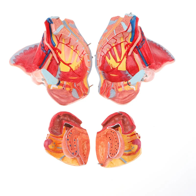 1:1 vasos de pelve feminina humana em tamanho natural, ligamentos, músculos, nervos com modelo de órgãos removíveis