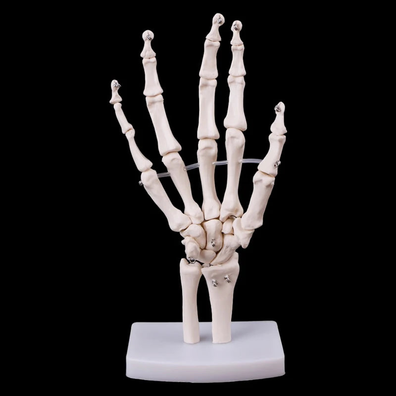 Recursos de enseñanza de ciencias, modelo de anatomía de articulación de mano humana de tamaño real 1:1