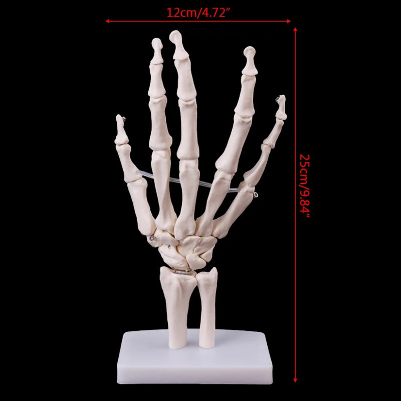 Modèle d'anatomie articulaire de la main humaine grandeur nature 1:1, ressources pédagogiques scientifiques