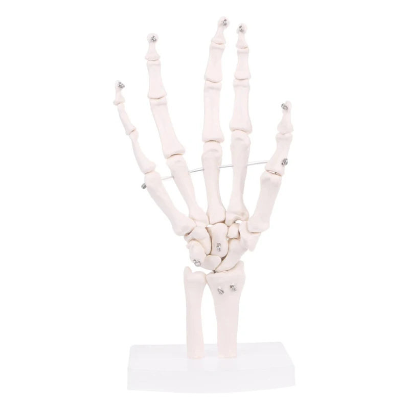 Modèle d'anatomie articulaire de la main humaine grandeur nature 1:1, ressources pédagogiques scientifiques
