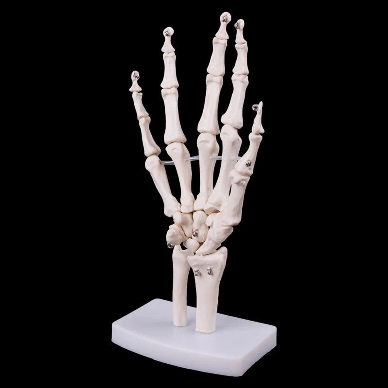 1:1 実物大人間の手関節解剖モデル科学教育リソース