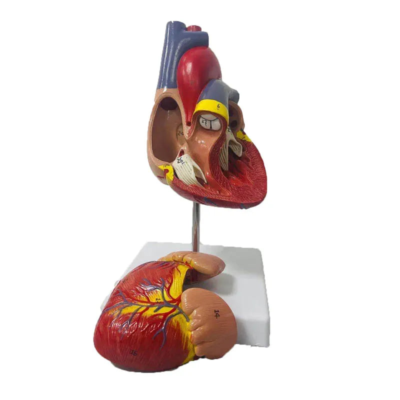 Modèle d'anatomie du cœur humain grandeur nature 1:1, ressources pédagogiques en sciences médicales, livraison directe