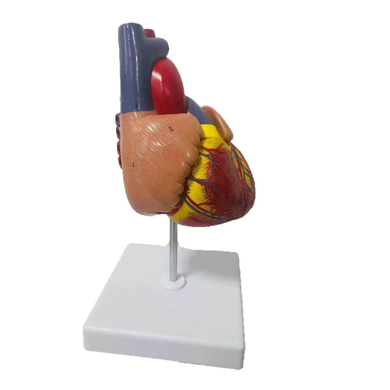 Анатомическая модель человеческого сердца 1:1 в натуральную величину, обучающие ресурсы по медицинским наукам, Прямая поставка