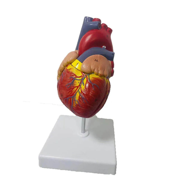 מודל אנטומיה של לב אנושי בגודל טבעי 1:1 משאבי הוראה מדע רפואי דרופשיפינג
