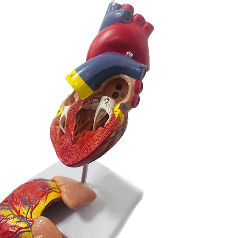 Modelo de anatomia do coração humano em tamanho real 1:1, recursos de ensino de ciências médicas, dropshipping