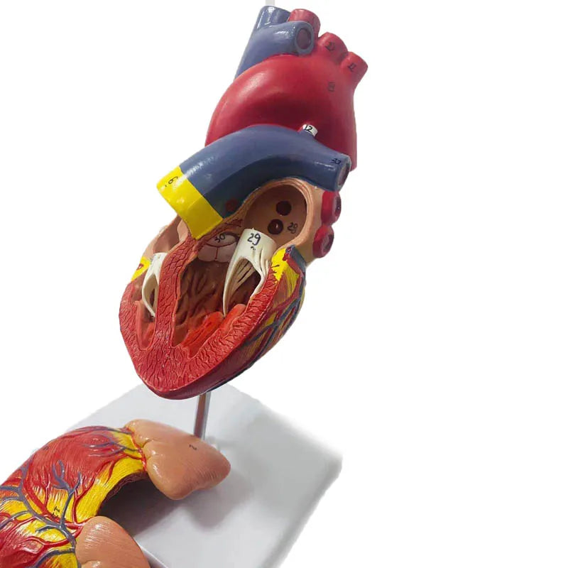 Anatomy Human Heart Model | Heart Teaching Model | Medical Heart Model ...