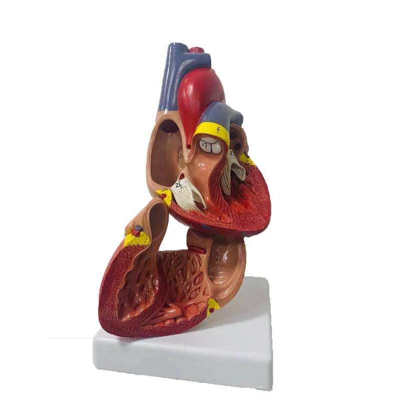 Modelo de anatomía del corazón humano, tamaño real 1:1, recursos de enseñanza de ciencias médicas, envío directo