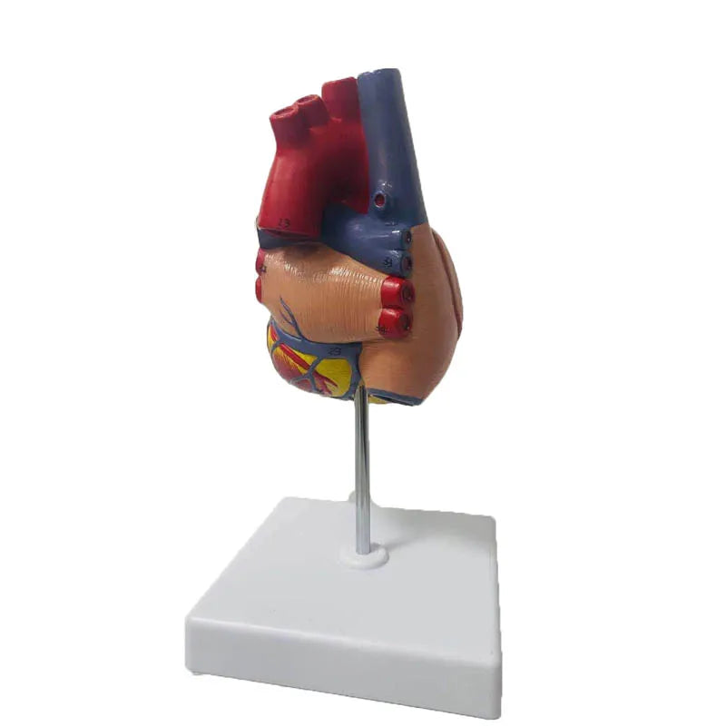 Modelo de anatomía del corazón humano, tamaño real 1:1, recursos de enseñanza de ciencias médicas, envío directo