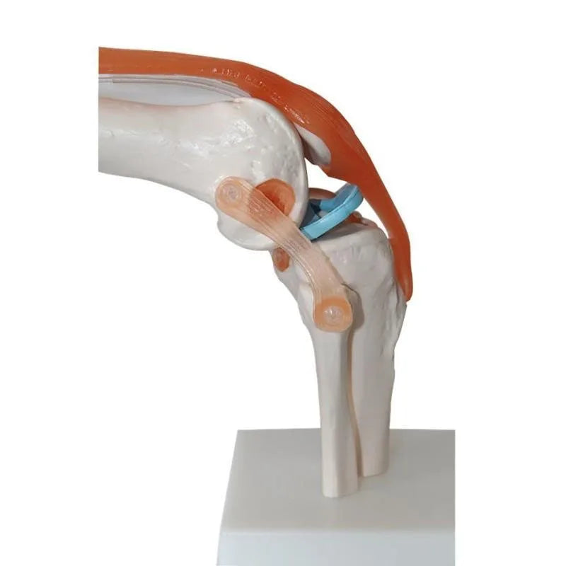 Model Anatomi Sendi Lutut Manusia Saiz Hayat 1:1 Sumber Pengajaran Sains Perubatan