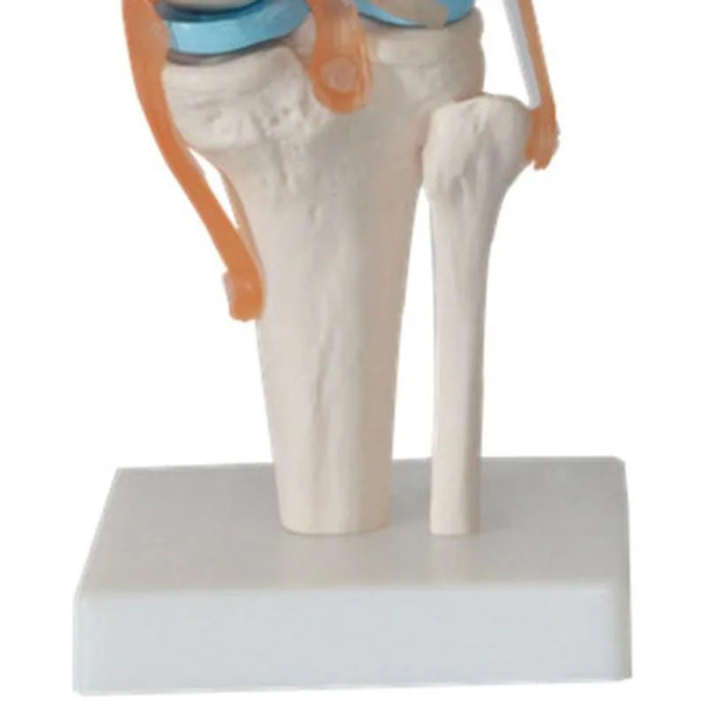 Model Anatomi Sendi Lutut Manusia Saiz Hayat 1:1 Sumber Pengajaran Sains Perubatan