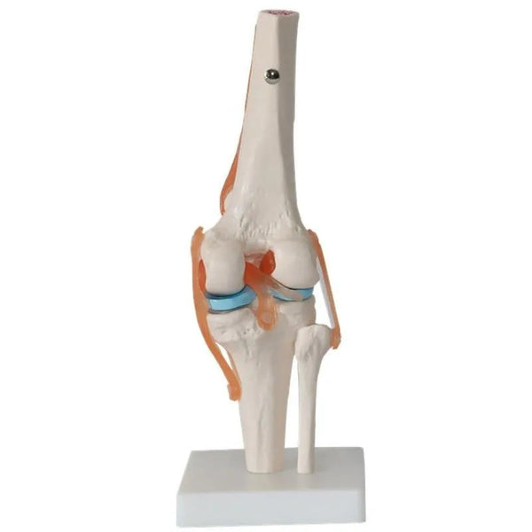 Lebensgroßes Anatomiemodell des menschlichen Kniegelenks im Maßstab 1:1. Lehrmittel für medizinische Wissenschaft