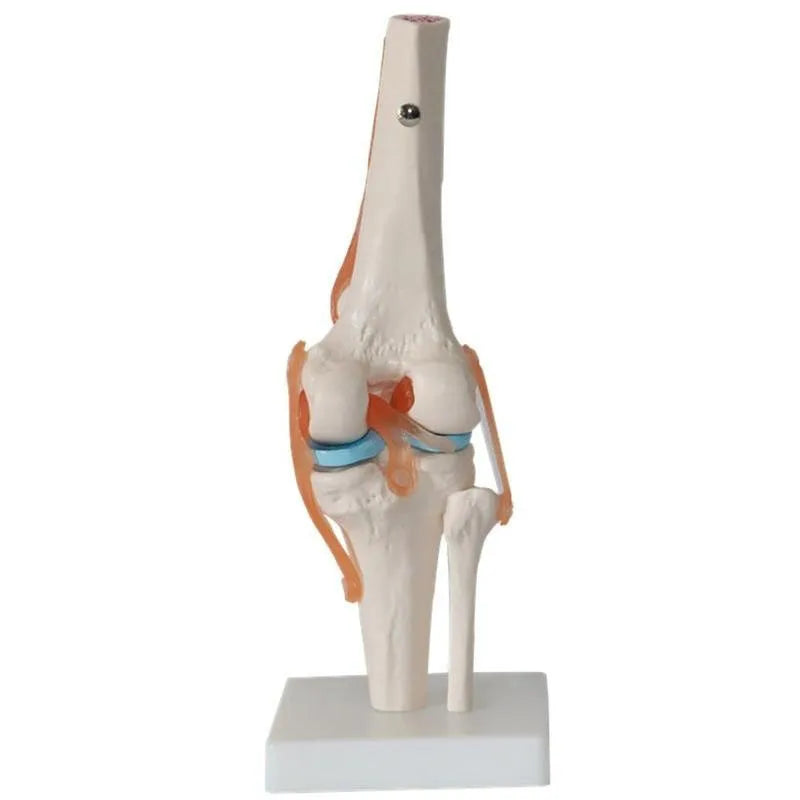 1:1 Lifesize Human Knee Joint Anatomy Model Medical Science Teaching Resources