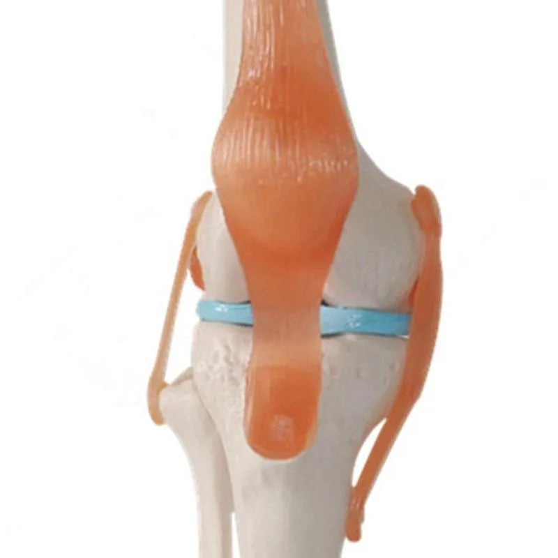 1:1 Lifesize Human Knee Joint Anatomy Model Medical Science Teaching Resources