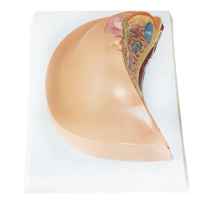 Modello di sezione mediana 1:1 del kit di modello di anatomia della patologia del seno femminile umano Kit di modello di lesione al seno di tipo tavolo seni in allattamento