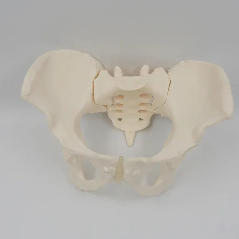 1:1 Modello Pelvi Mobile Osso Sacro Dell'anca Osso Pelvico Femminile Può Piegare Lo Scheletro Umano Anatomia Muscoli del Pavimento Pelvico