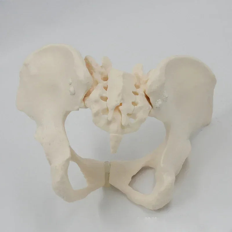1:1 mozgatható medencemodell Keresztcsont csípőcsont A női medencecsont meghajlíthatja az emberi csontvázat Anatómia medencefenék izmai