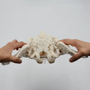 Model Panggul Bergerak 1:1 Tulang Panggul Sakrum Tulang Panggul Wanita Dapat Ditekuk Anatomi Kerangka Manusia Otot Dasar Panggul