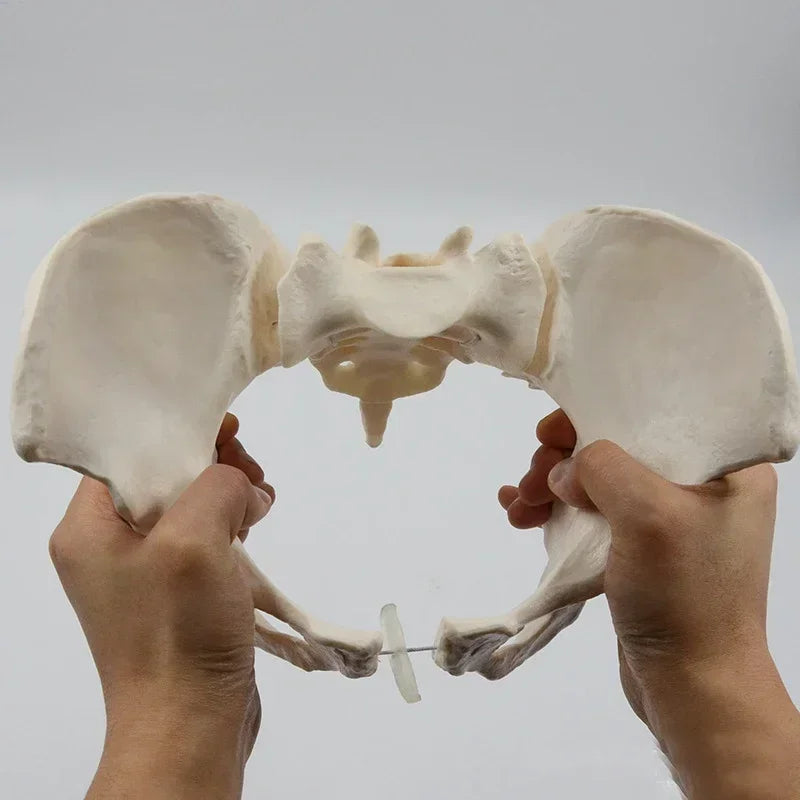 1:1 Modello Pelvi Mobile Osso Sacro Dell'anca Osso Pelvico Femminile Può Piegare Lo Scheletro Umano Anatomia Muscoli del Pavimento Pelvico