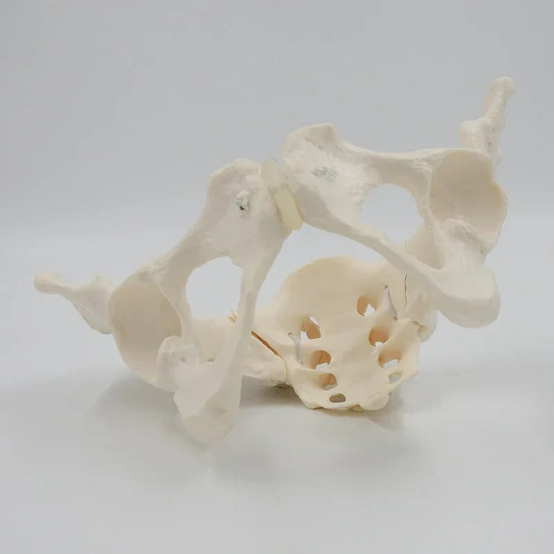 Modèle de bassin mobile 1:1, os de la hanche et du Sacrum, l'os pelvien féminin peut plier l'anatomie du squelette humain, les Muscles du plancher pelvien