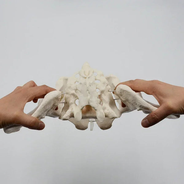 1:1 움직일 수 있는 골반 모형 천골 엉덩이 뼈 여성 골반 뼈는 인간 해골 해부학 골반 바닥 근육을 구부릴 수 있습니다
