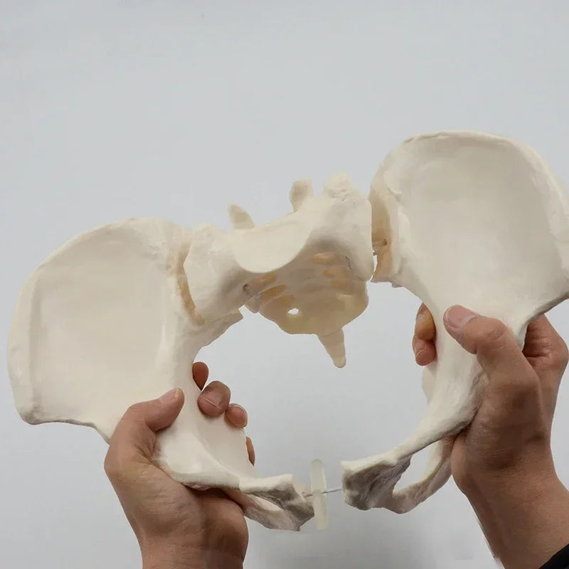 1:1 Hareketli Pelvis Modeli Sakrum Kalça Kemiği Kadın Pelvik Kemik Bükebilir İnsan İskeleti Anatomisi Pelvik Taban Kasları