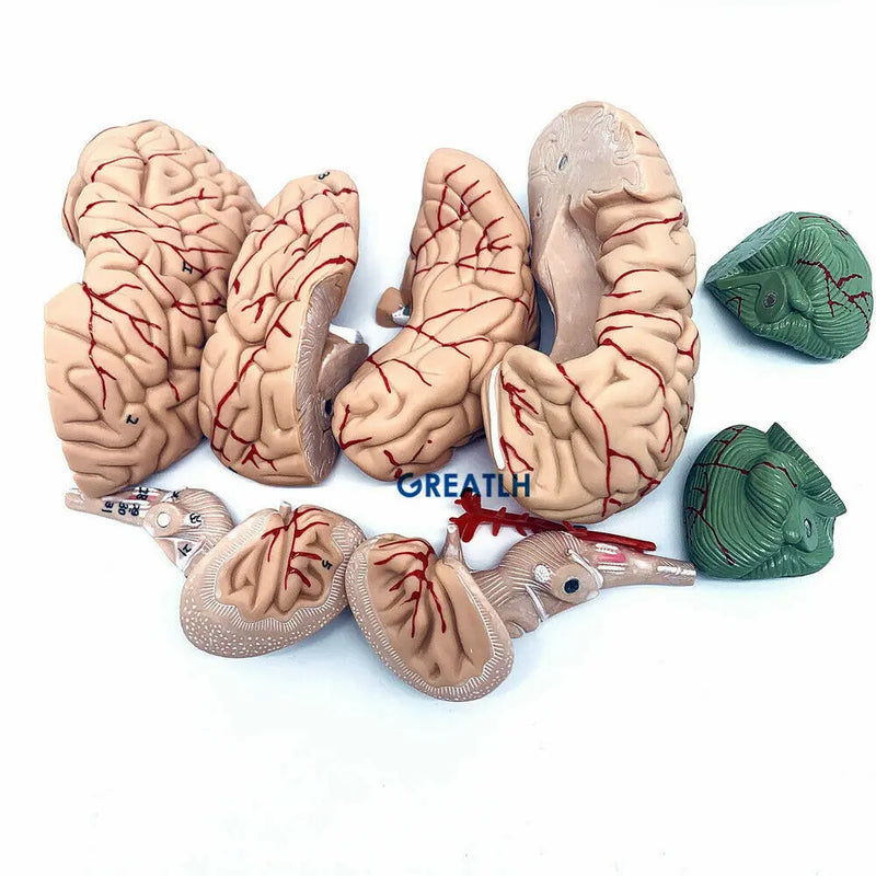 1:1 skalle hjärnanatomisk med halsryggrad skelettmodell Avtagbar hjärnanatomisk modell