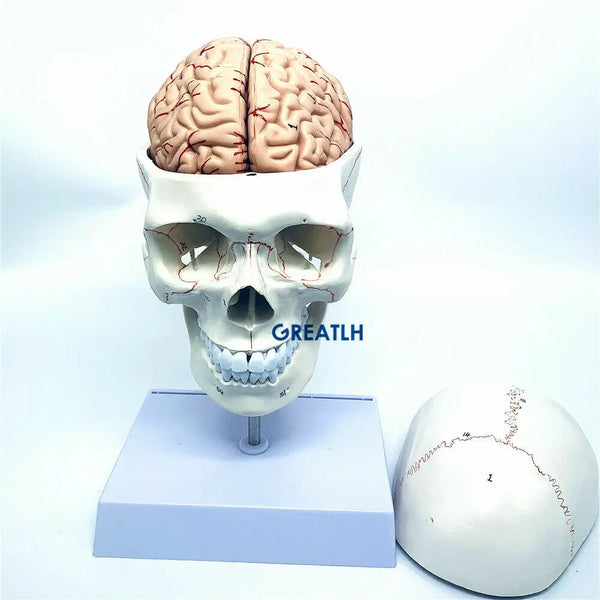 Modello anatomico di cranio-cervello 1:1 con scheletro della colonna vertebrale cervicale Modello anatomico del cervello rimovibile