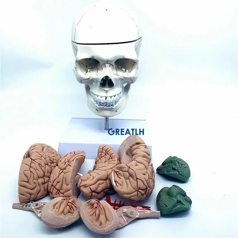 1:1 skull brain anatomical with cervical spine skeleton model Removable brain anatomical model