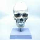 1:1 두개골 뇌 해부학 경추 뼈대 모델 이동식 뇌 해부학 모델