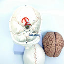 1:1 두개골 뇌 해부학 경추 뼈대 모델 이동식 뇌 해부학 모델