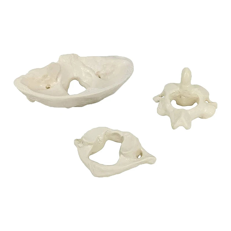 1.5x Magnification Human Cervical Spine Model Occipital Bone Model Medical Teaching Training Aid