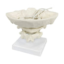 Modelo de columna Cervical humana con aumento de 1,5x, modelo de hueso occipital, ayuda para entrenamiento y enseñanza médica