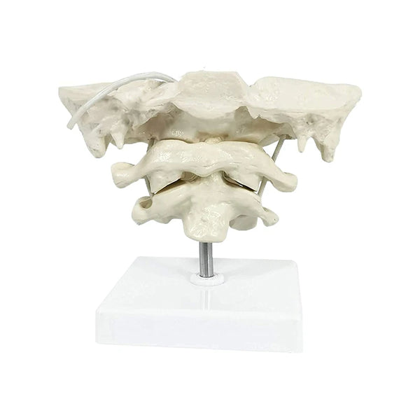 Modelo de osso occipital com ampliação de 1,5x, modelo de coluna cervical humana, auxílio para treinamento de ensino médico
