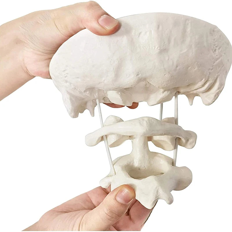 1,5x förstoring Mänsklig cervikal ryggrad modell Occipital benmodell Medicinsk utbildningshjälpmedel
