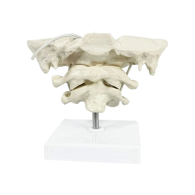 1,5x förstoring Mänsklig cervikal ryggrad modell Occipital benmodell Medicinsk utbildningshjälpmedel