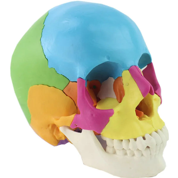 22 части 1:1 в натуральную величину, в разобранном виде, анатомическая модель головы черепа, медицинская анатомическая модель