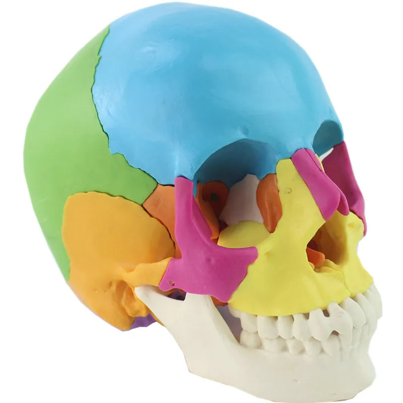 22 piezas 1:1 modelo de anatomía de cabeza de cráneo desmontado de tamaño real modelo de anatomía médica
