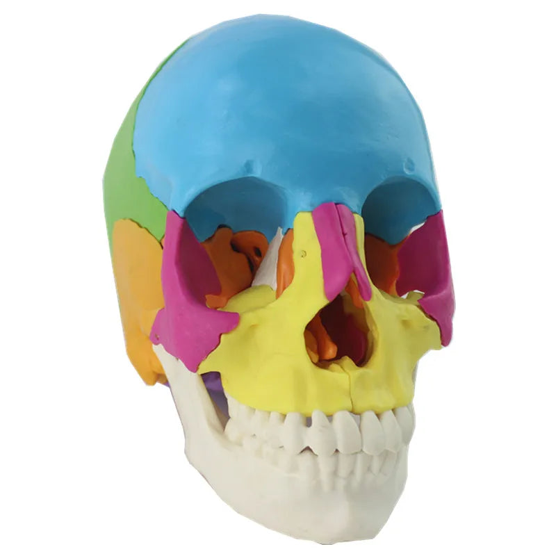 22 piezas 1:1 modelo de anatomía de cabeza de cráneo desmontado de tamaño real modelo de anatomía médica
