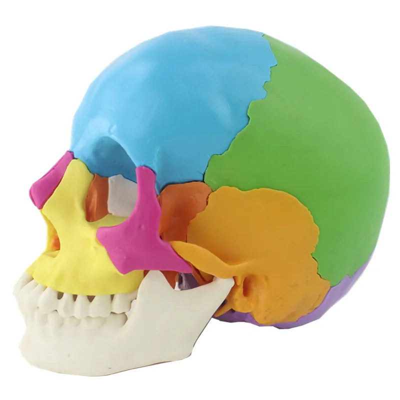 22 peças 1:1 modelo de anatomia da cabeça do crânio desmontado em tamanho real Modelo de anatomia médica