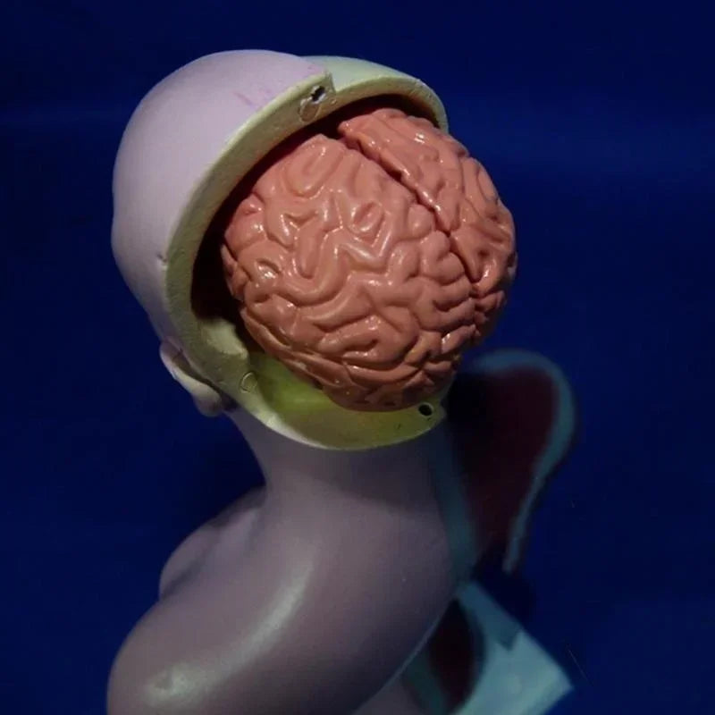28 см модель туловища человека, анатомия, анатомическое сердце, мозг, скелет, медицинские внутренние органы, обучающие материалы