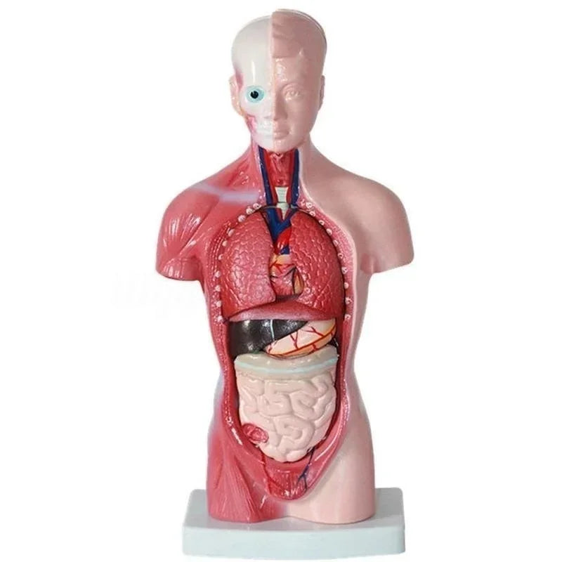 Modelo anatômico do corpo do tronco humano, 28cm, anatomia, coração, cérebro, esqueleto, órgãos internos médicos, material de ensino, aprendizagem