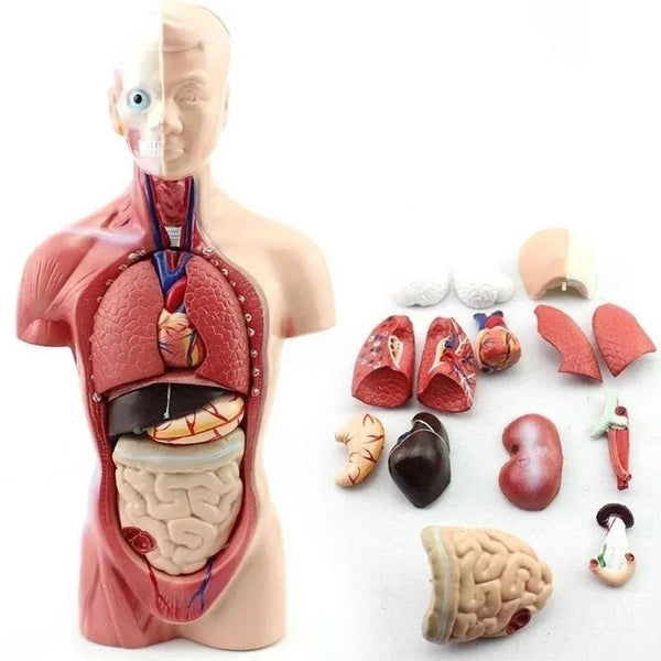 28cm Model Badan Badan Manusia Anatomi Anatomi Jantung Otak Rangka Organ Dalaman Perubatan Bekalan Pembelajaran Pengajaran