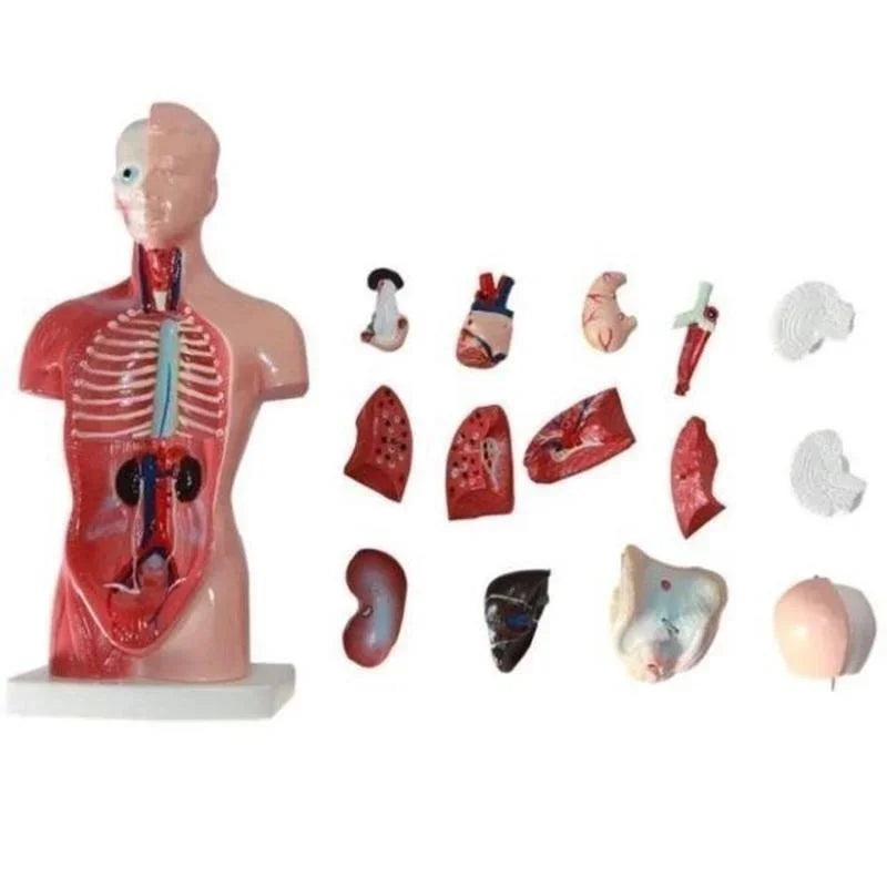 28cm Model Badan Badan Manusia Anatomi Anatomi Jantung Otak Rangka Organ Dalaman Perubatan Bekalan Pembelajaran Pengajaran