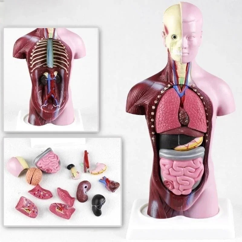 28 cm menschlicher Torso-Körpermodell, Anatomie, anatomisches Herz, Gehirn, Skelett, medizinische innere Organe, Lehr- und Lernzubehör