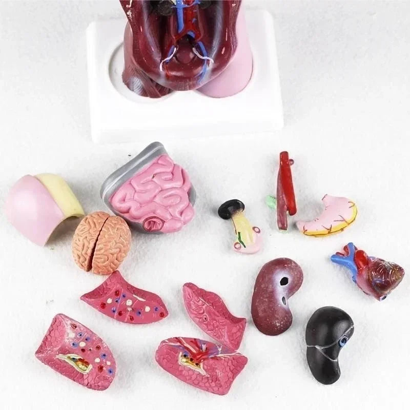 Modelo de cuerpo de Torso humano, 28cm, anatomía anatómica, corazón, cerebro, esqueleto, órganos internos médicos, suministros de enseñanza y aprendizaje