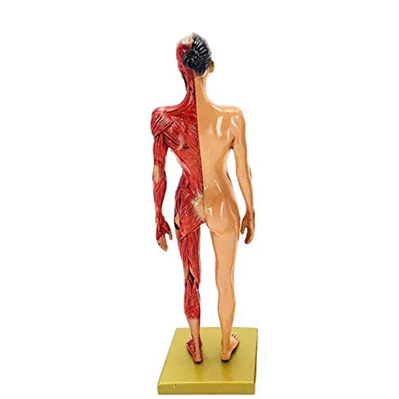 30 см смола Жіноче людське тіло М’язи Статуя Скульптура Анатомічна анатомія людини Скелет Медичний художник Інструменти для малювання Приладдя