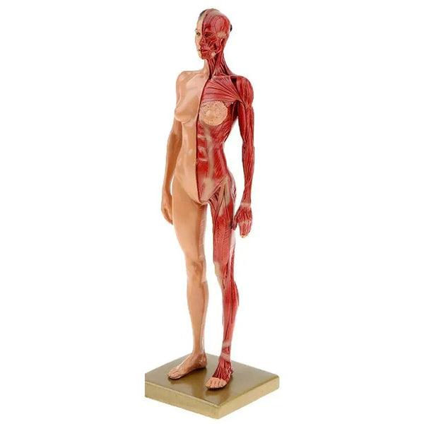 30cm Harts Kvinnlig Människokropp Muskel Staty Skulptur Människan Anatomisk Anatomi skelett Medicinsk konstnär Ritverktyg Tillbehör