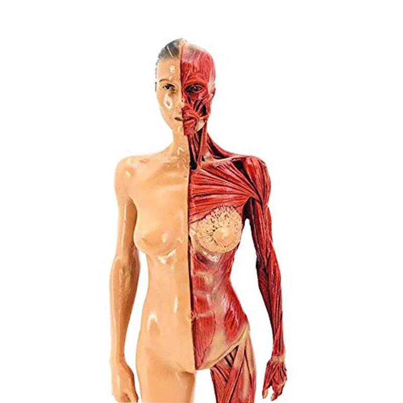 Estatua de músculo del cuerpo humano femenino de resina de 30cm, escultura anatómica humana, esqueleto de anatomía, artista médico, suministros de herramientas de dibujo