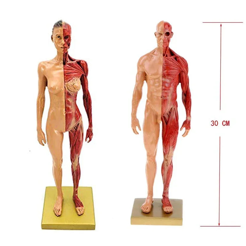 Estatua de músculo del cuerpo humano femenino de resina de 30cm, escultura anatómica humana, esqueleto de anatomía, artista médico, suministros de herramientas de dibujo